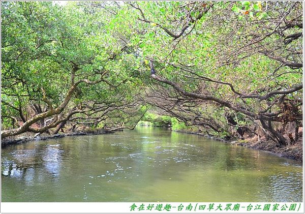 搭乘膠筏觀生態 綠色隧道任你拍 台南 四草大眾廟 台江國家公園 台灣亞馬遜 綠色隧道 台南景點 食在好遊趣